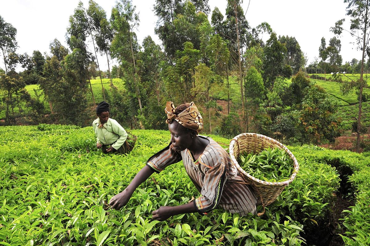 Two women picking tea on a green hillside farm in Kenya